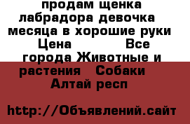 продам щенка лабрадора девочка 2 месяца в хорошие руки › Цена ­ 8 000 - Все города Животные и растения » Собаки   . Алтай респ.